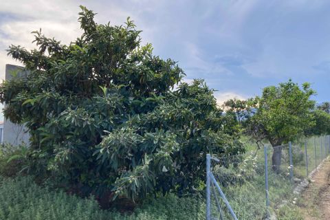 Landejendom i Camarles, Tarragona, Camarles - € 35.000 | Ref: Finca rio - foto 20